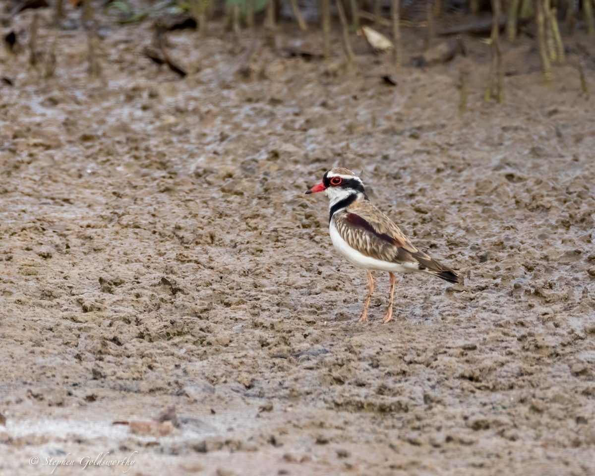 Black-fronted Dotterel - ML624203767