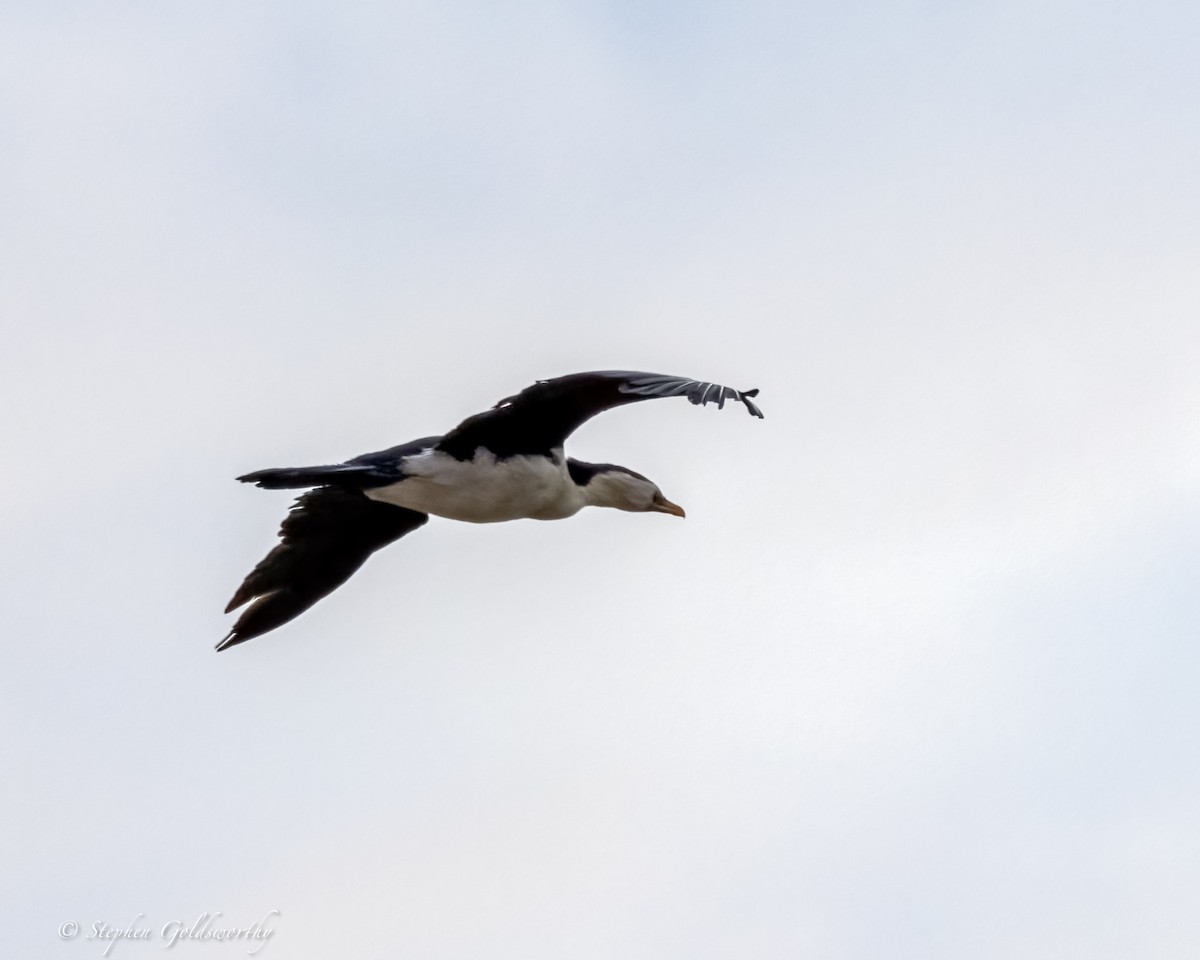 Little Pied Cormorant - ML624203778