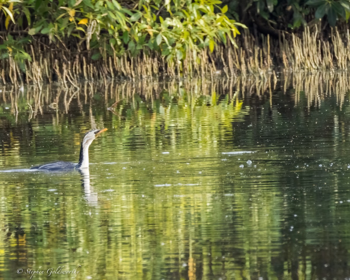 Little Pied Cormorant - ML624203779