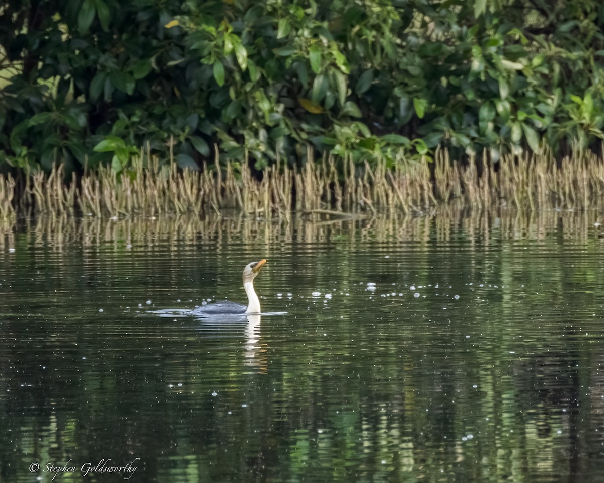 Little Pied Cormorant - ML624203780