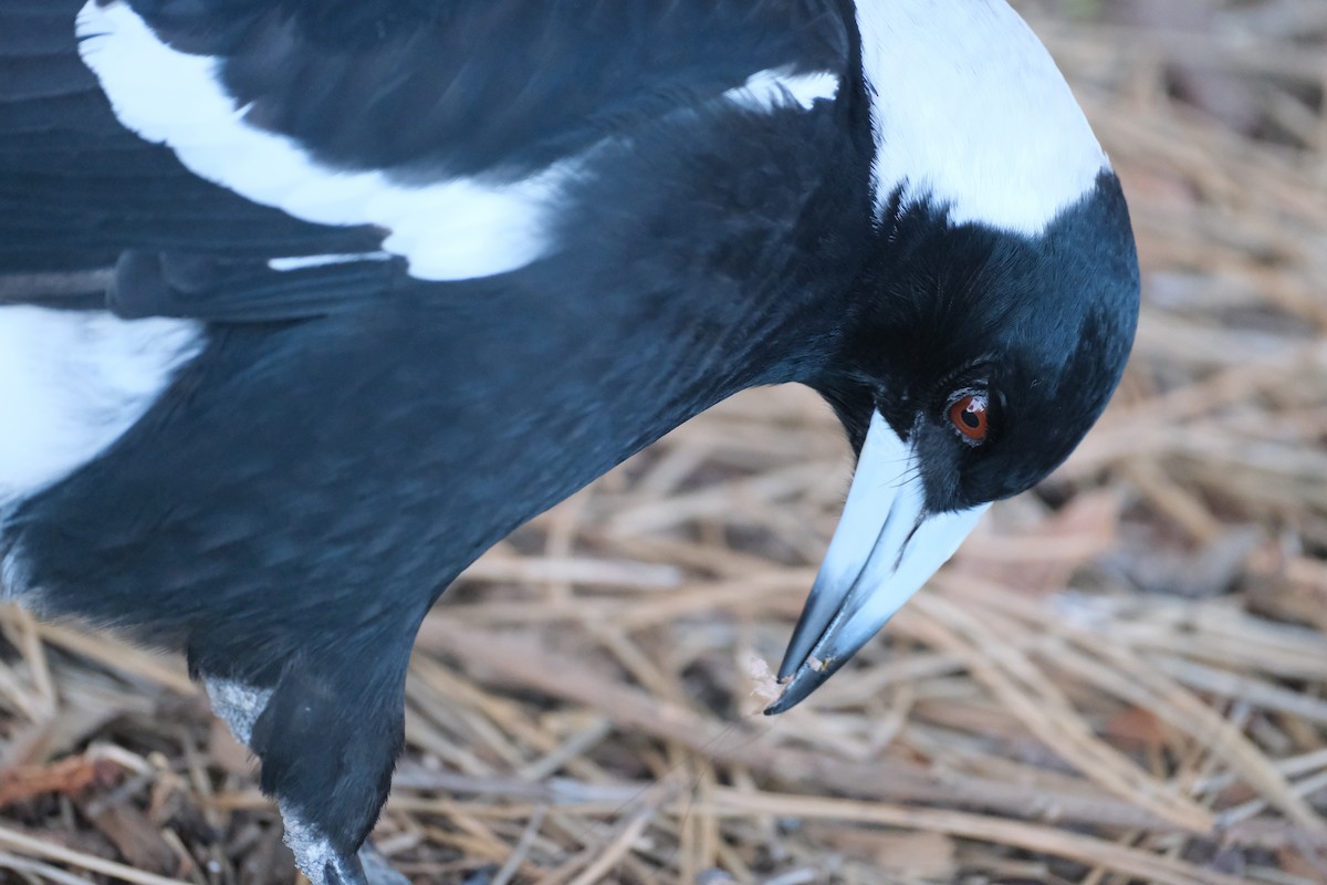 Australian Magpie - ML624203783