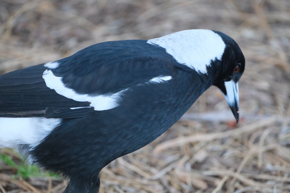 Australian Magpie - ML624203784