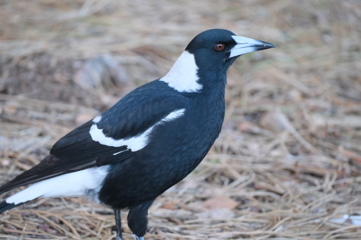 Australian Magpie - ML624203785