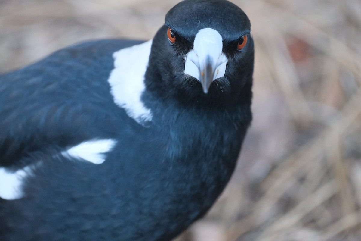 Australian Magpie - Bea Monica Reyes