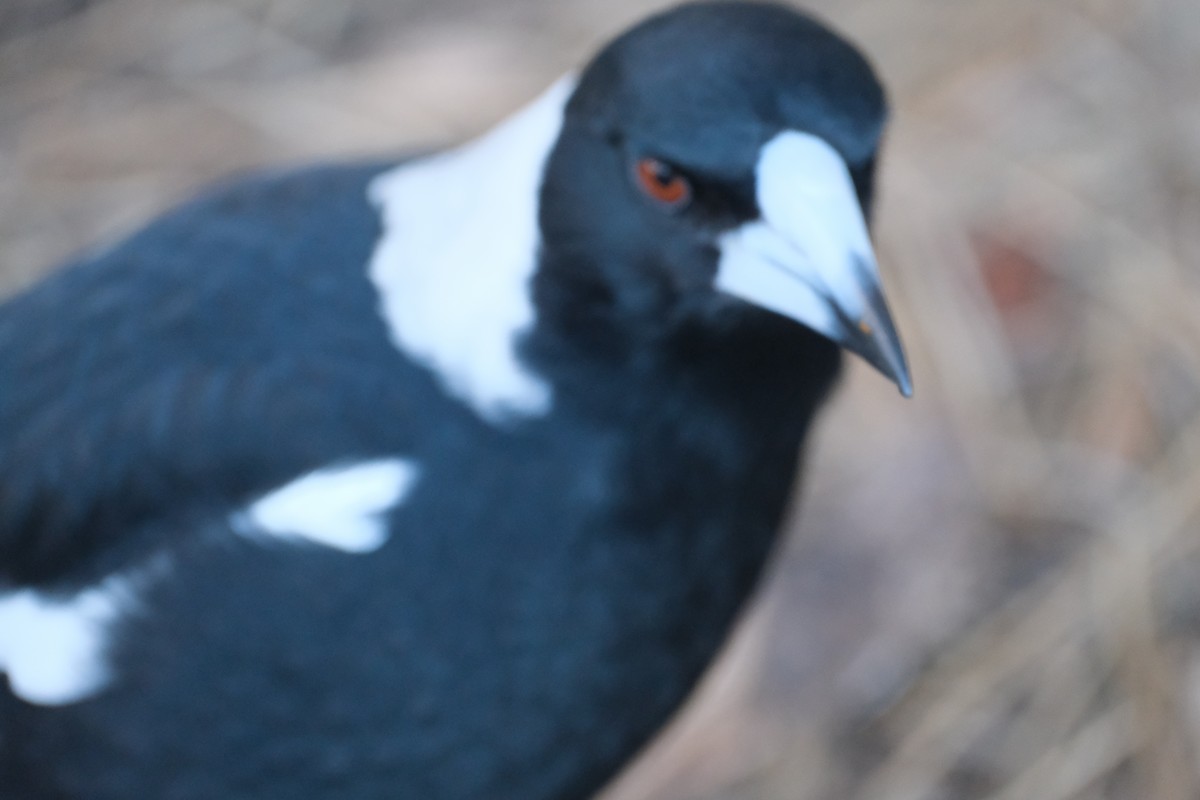 Australian Magpie - ML624203787