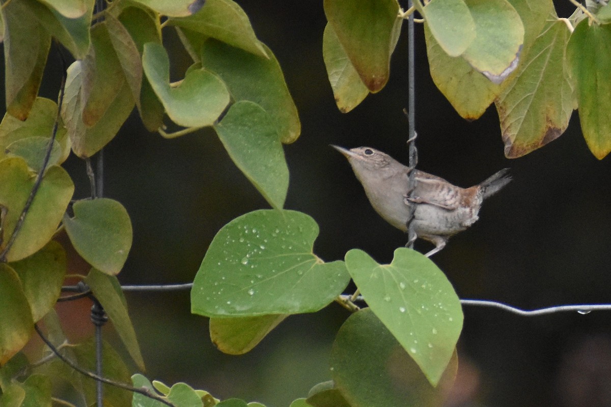 House Wren - ML624203792