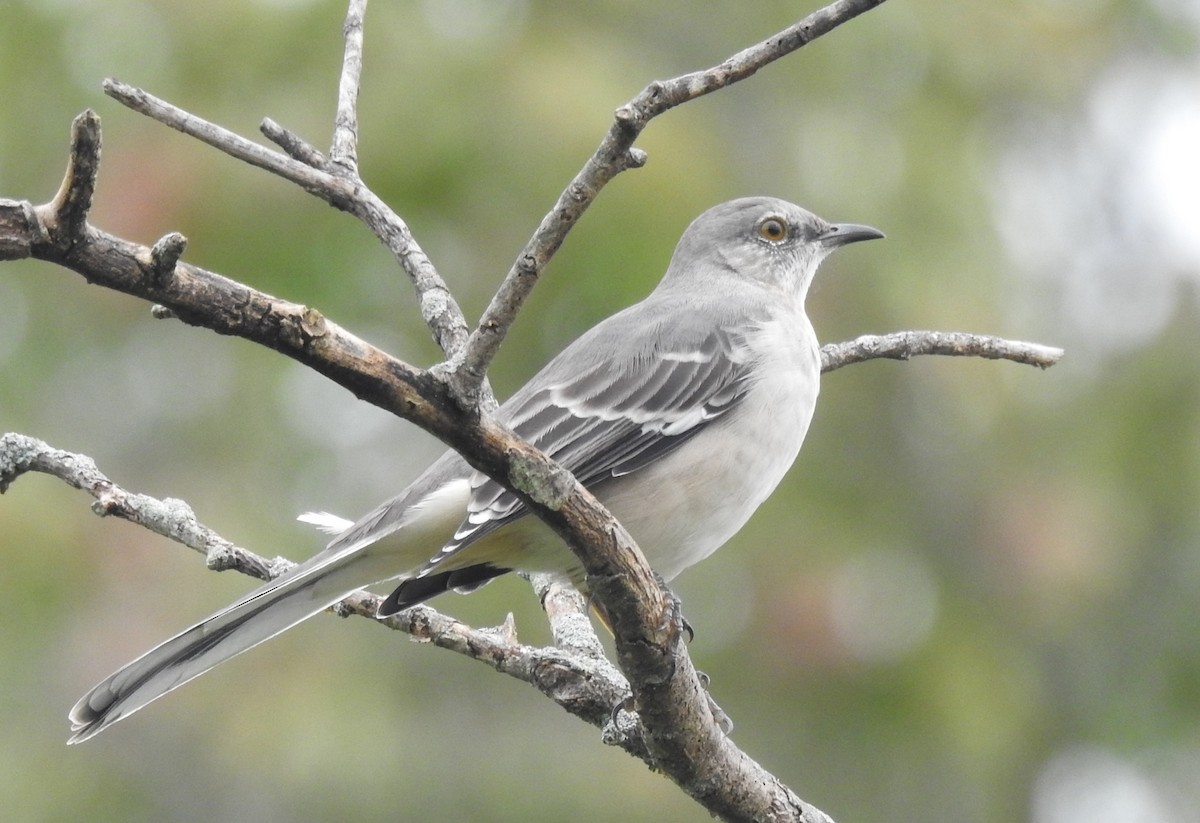 Northern Mockingbird - ML624203848