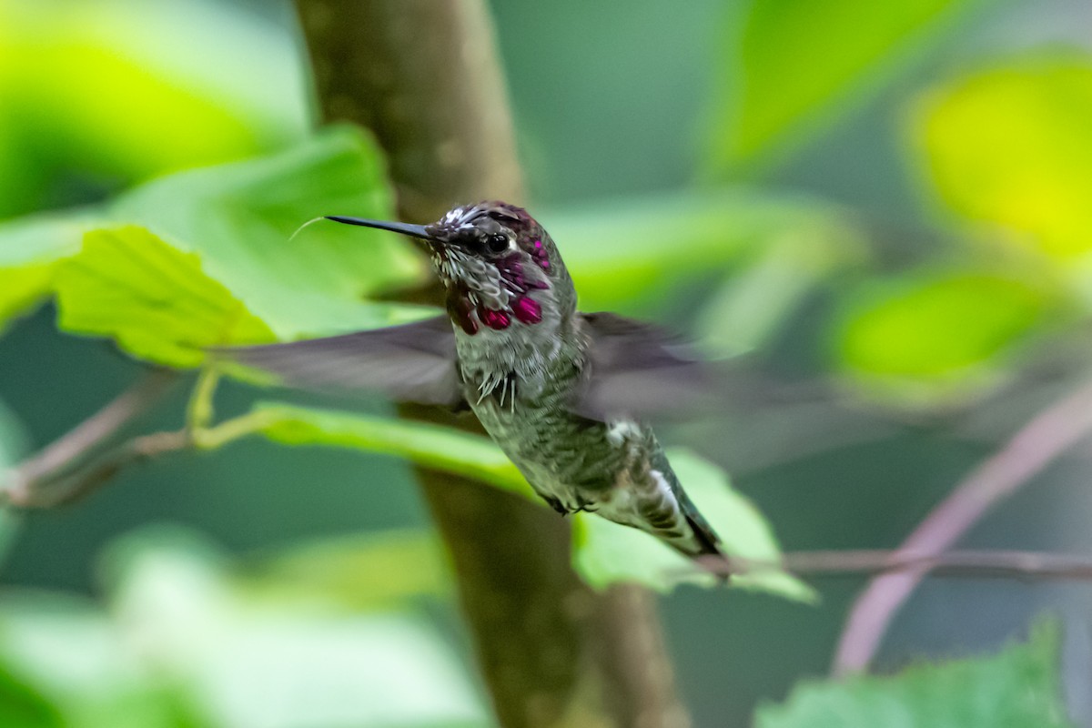 Colibrí de Anna - ML624203855