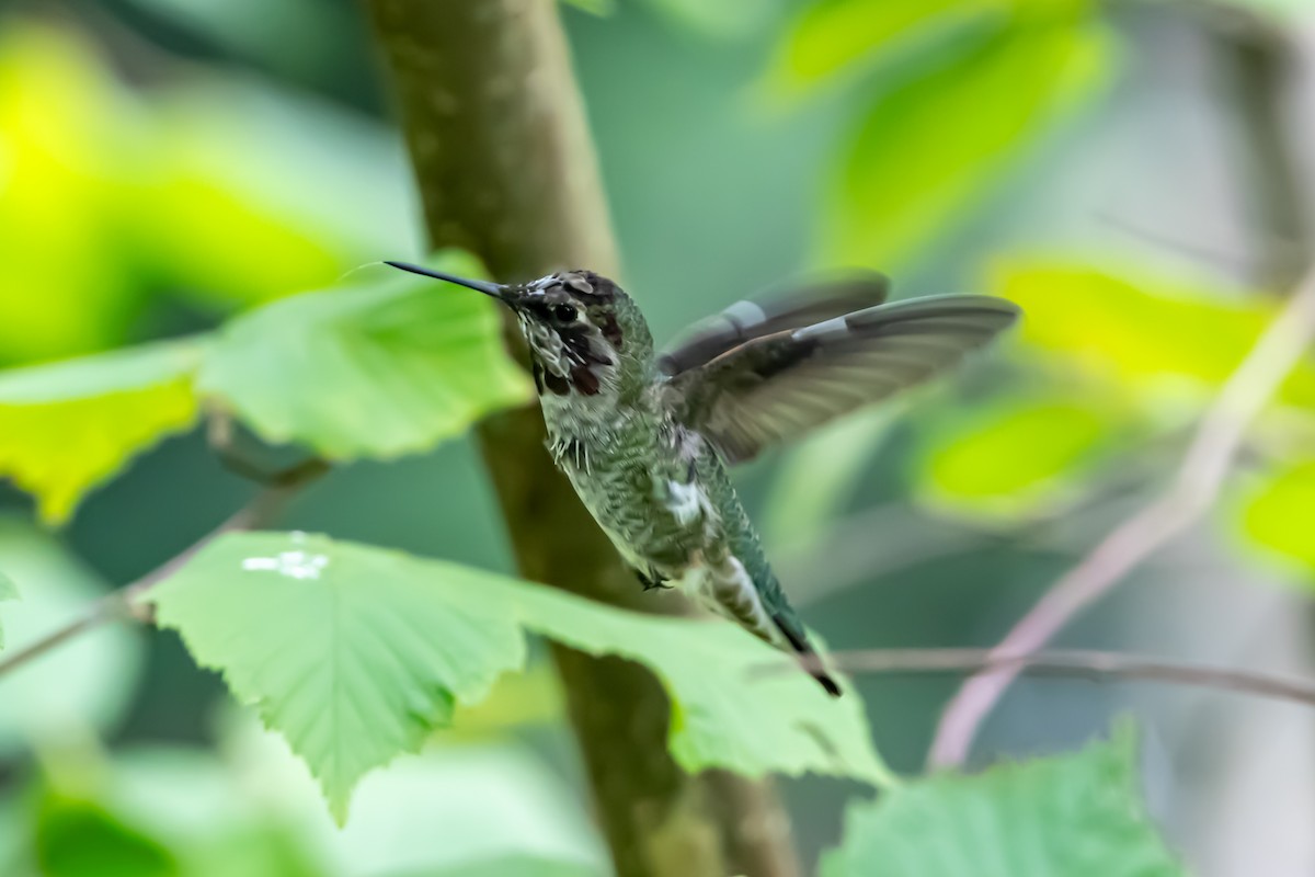 Colibrí de Anna - ML624203856