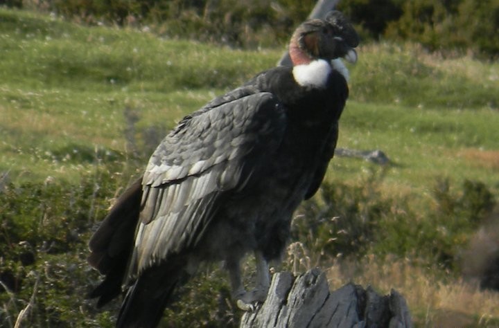 Andean Condor - Javier Kida