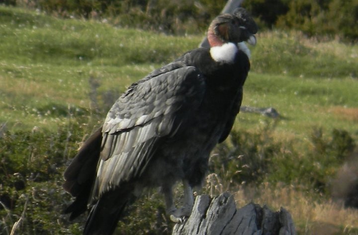 Andean Condor - ML624203858