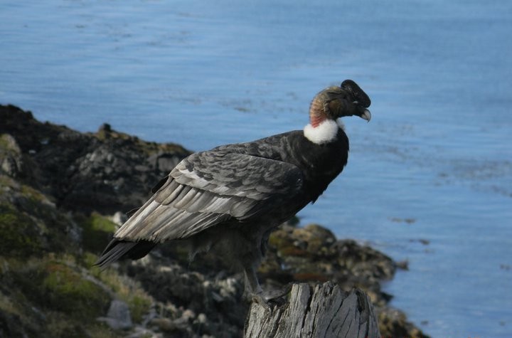 Andean Condor - ML624203859