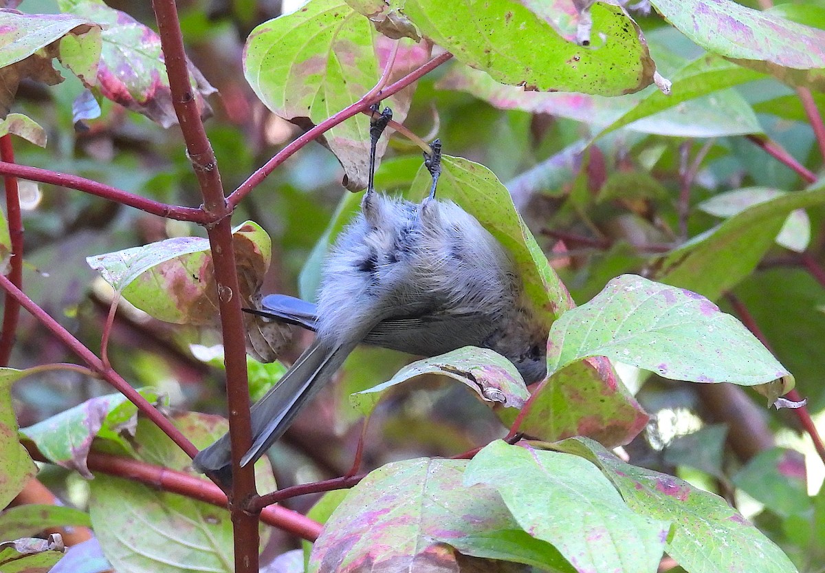 Bushtit - ML624203931