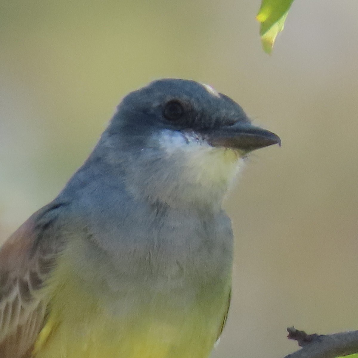 Northern Mockingbird - ML624203932