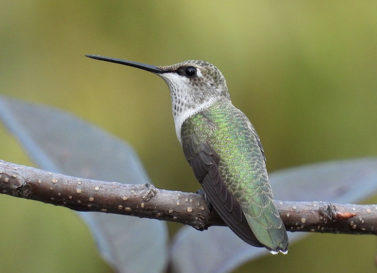 Black-chinned Hummingbird - ML624203935