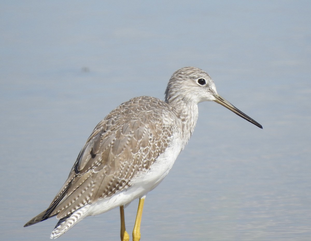 Greater Yellowlegs - ML624203938