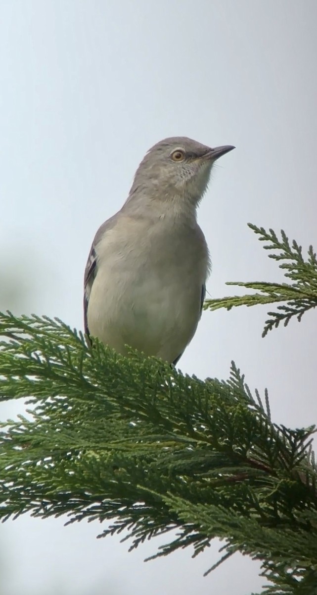 Northern Mockingbird - ML624203945