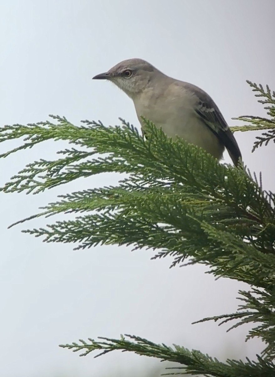 Northern Mockingbird - ML624203946