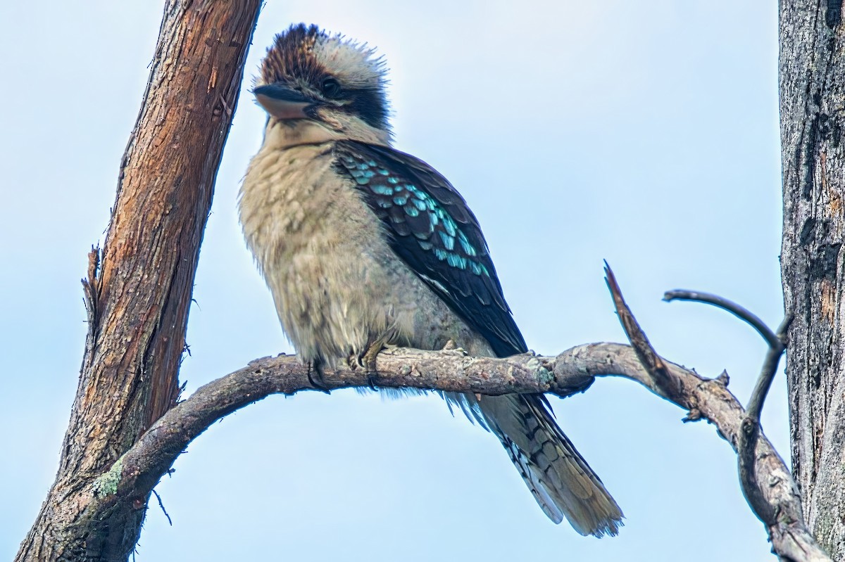 Laughing Kookaburra - ML624203969