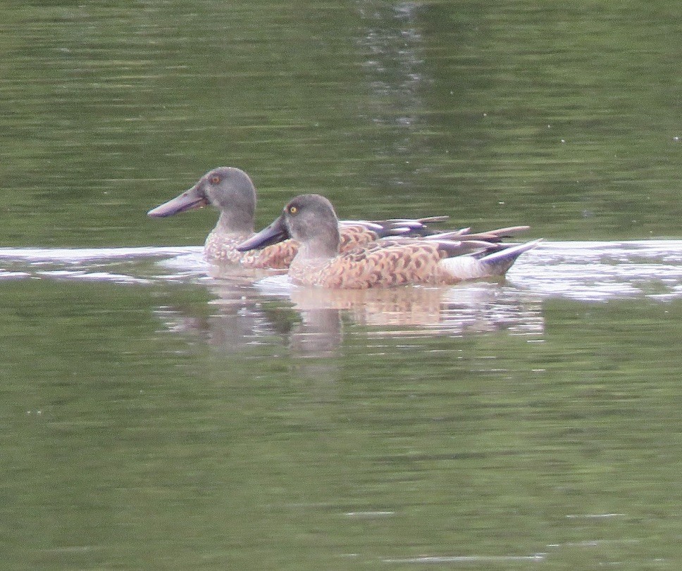 Northern Shoveler - ML624203979