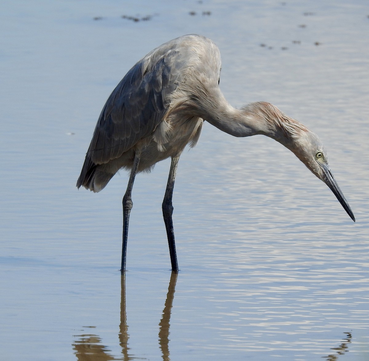 Reddish Egret - ML624203997