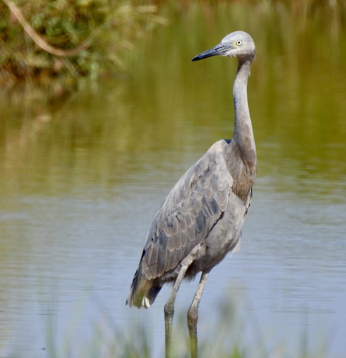 Reddish Egret - ML624203998