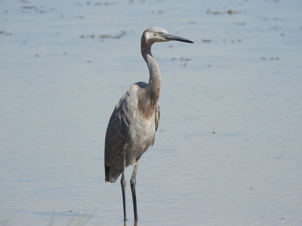 Reddish Egret - ML624203999