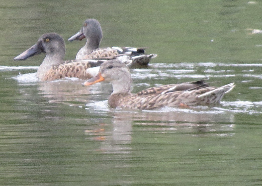 Northern Shoveler - ML624204002