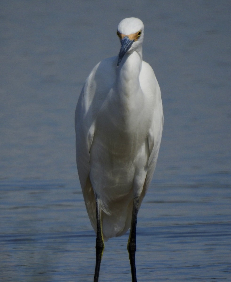 Snowy Egret - ML624204010