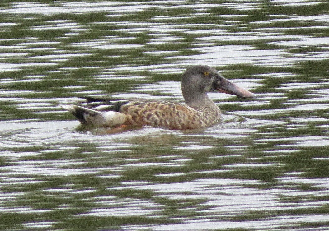 Northern Shoveler - Laura Flowers