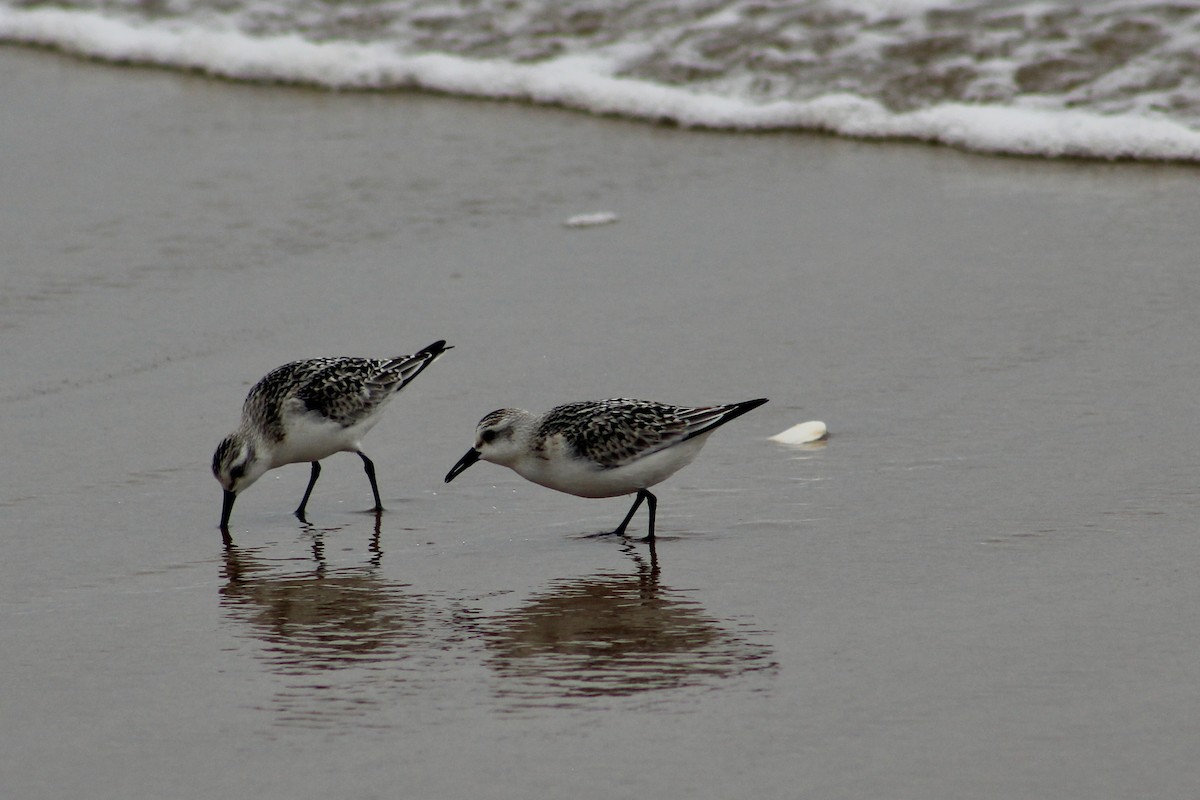 Sanderling - ML624204017