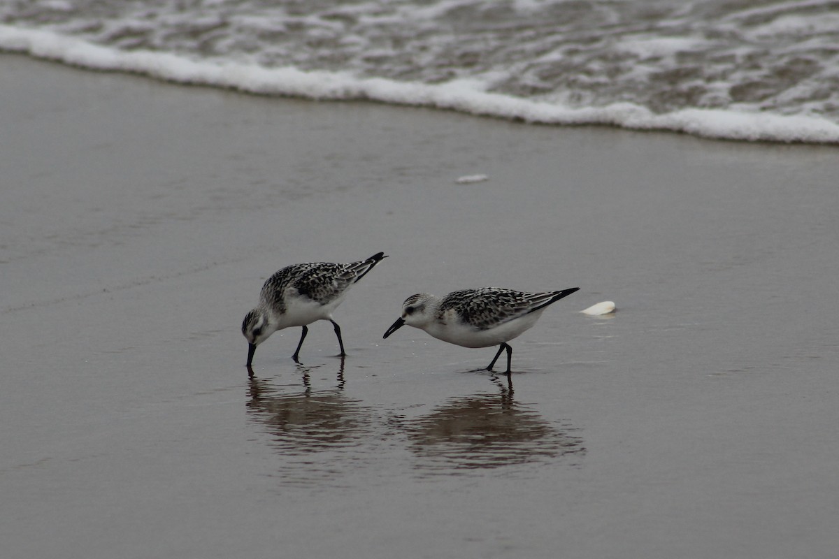 Sanderling - ML624204018