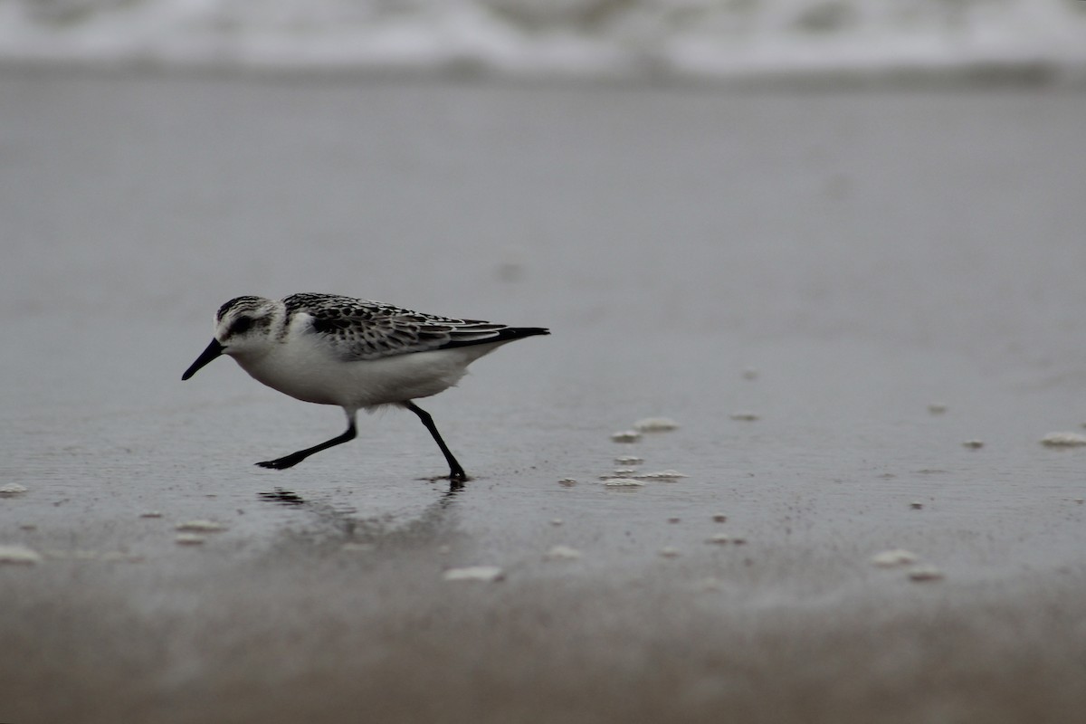 Sanderling - ML624204019