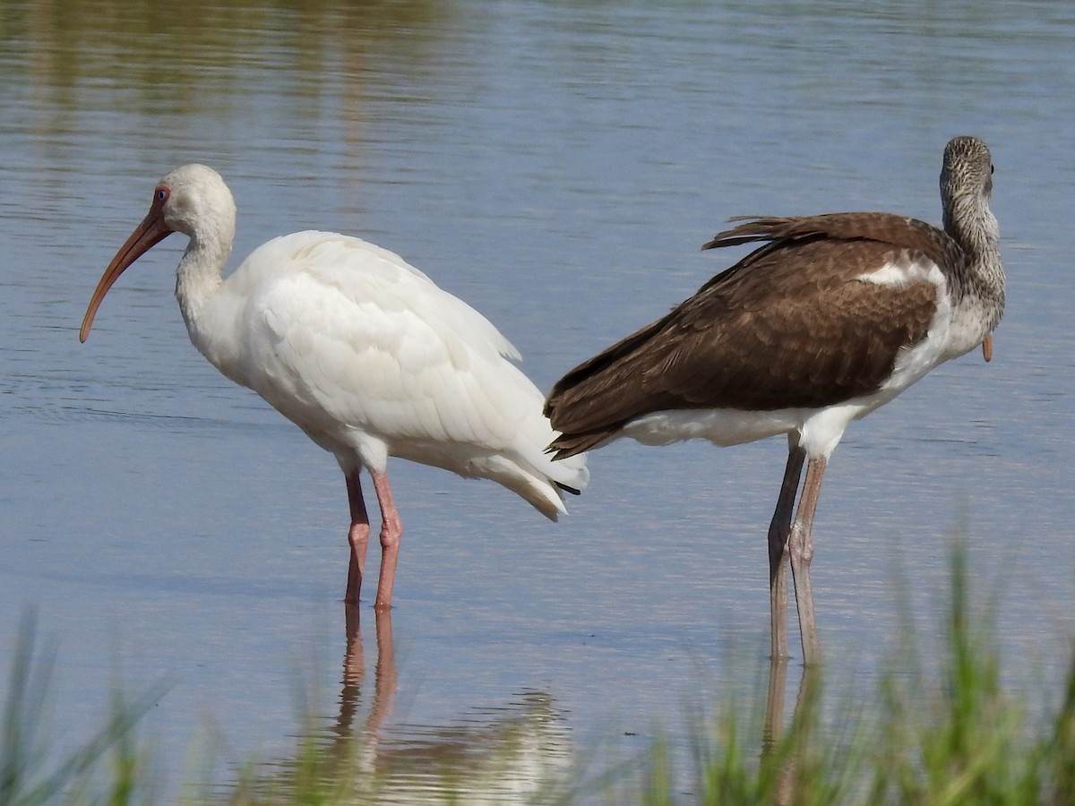 White Ibis - ML624204020