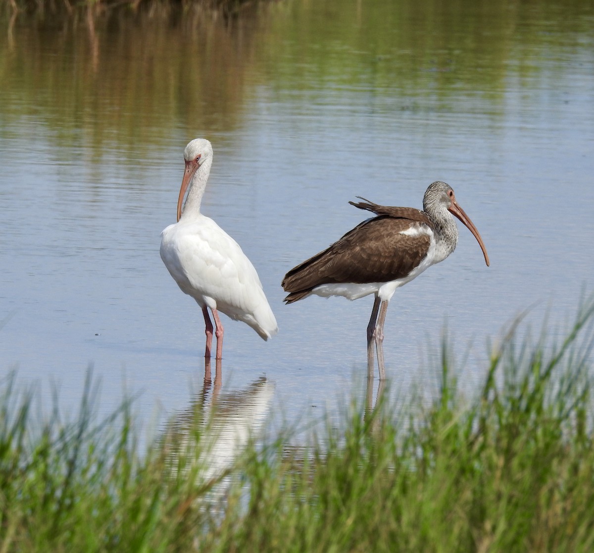 White Ibis - ML624204021