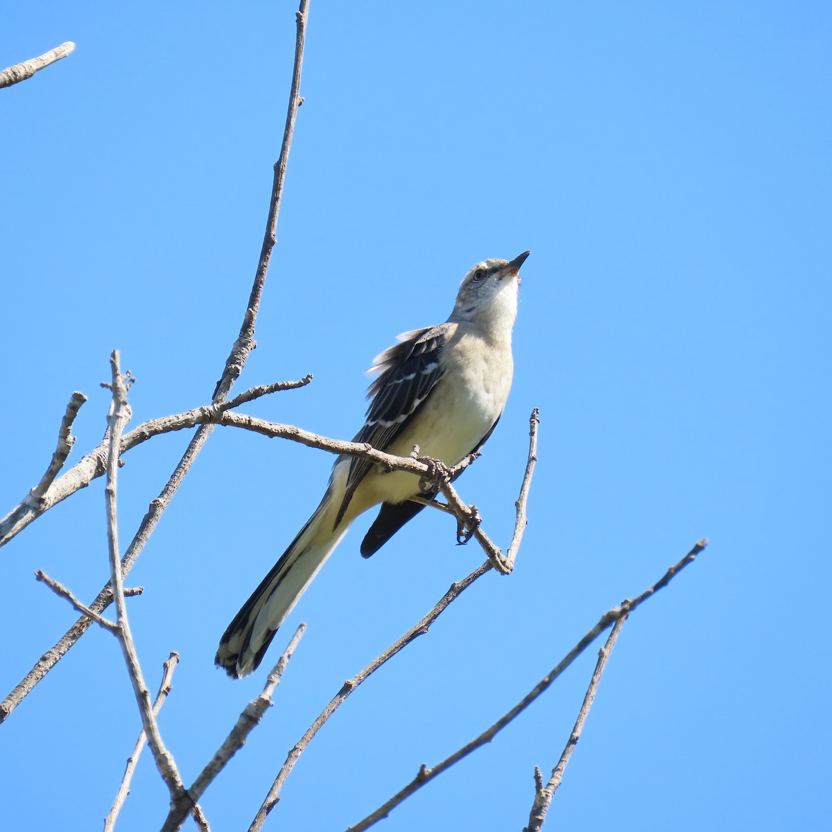 Northern Mockingbird - ML624204044