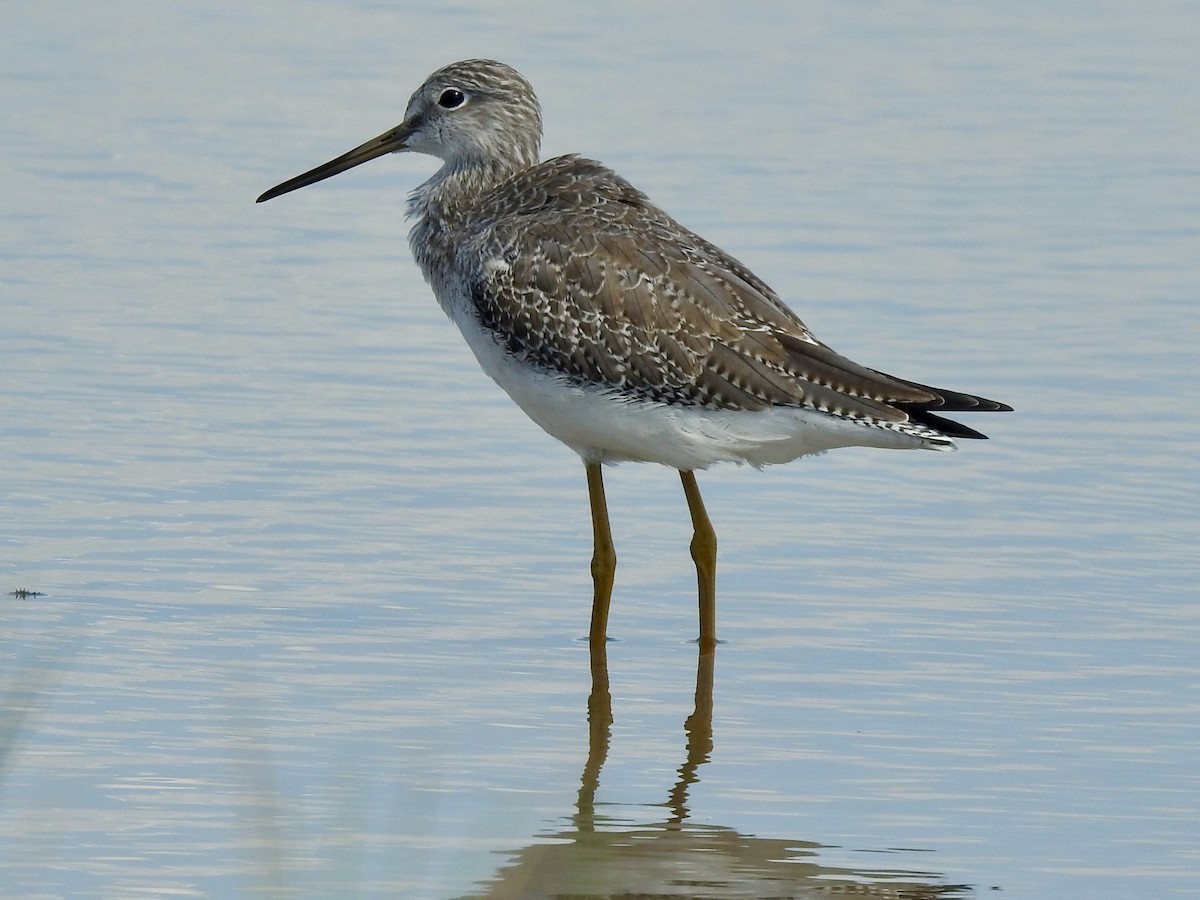 Greater Yellowlegs - ML624204055