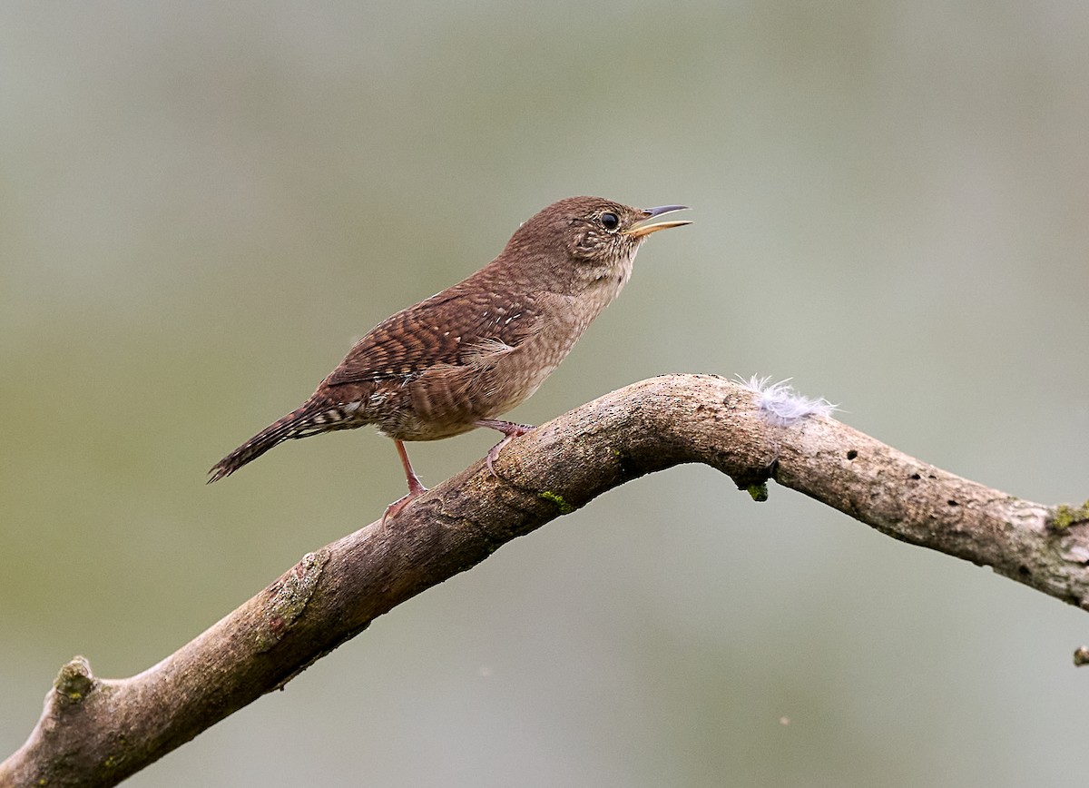 House Wren - ML624204062