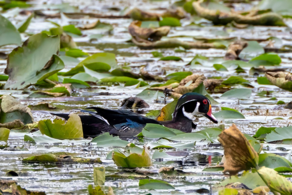 Wood Duck - Bernard Kempinski