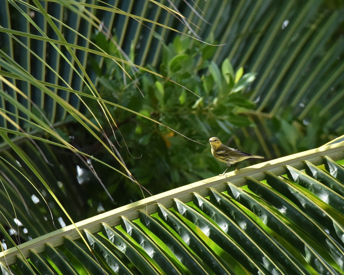 Cape May Warbler - ML624204073