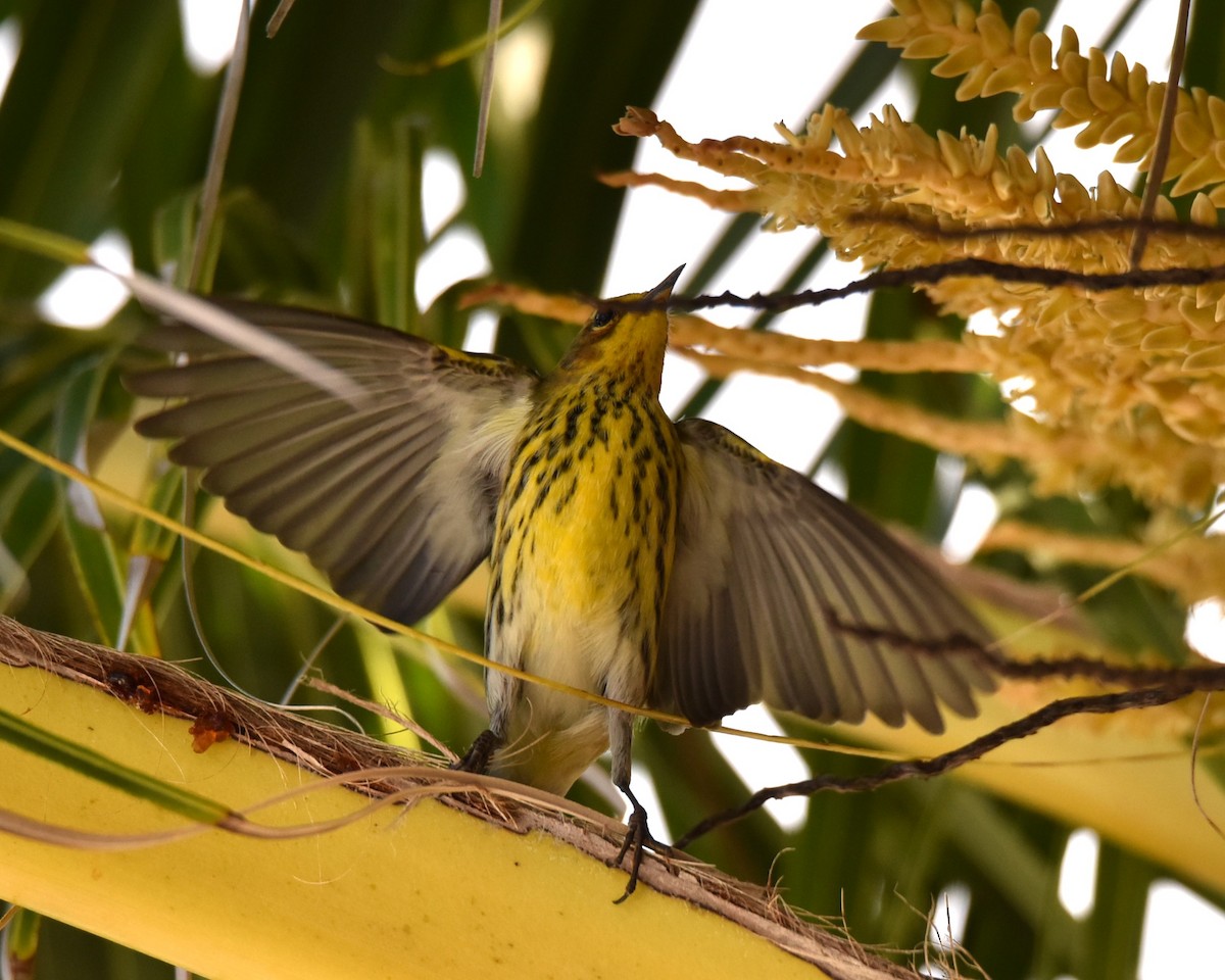 Cape May Warbler - ML624204074