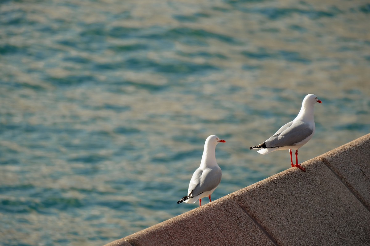 Silver Gull - ML624204086