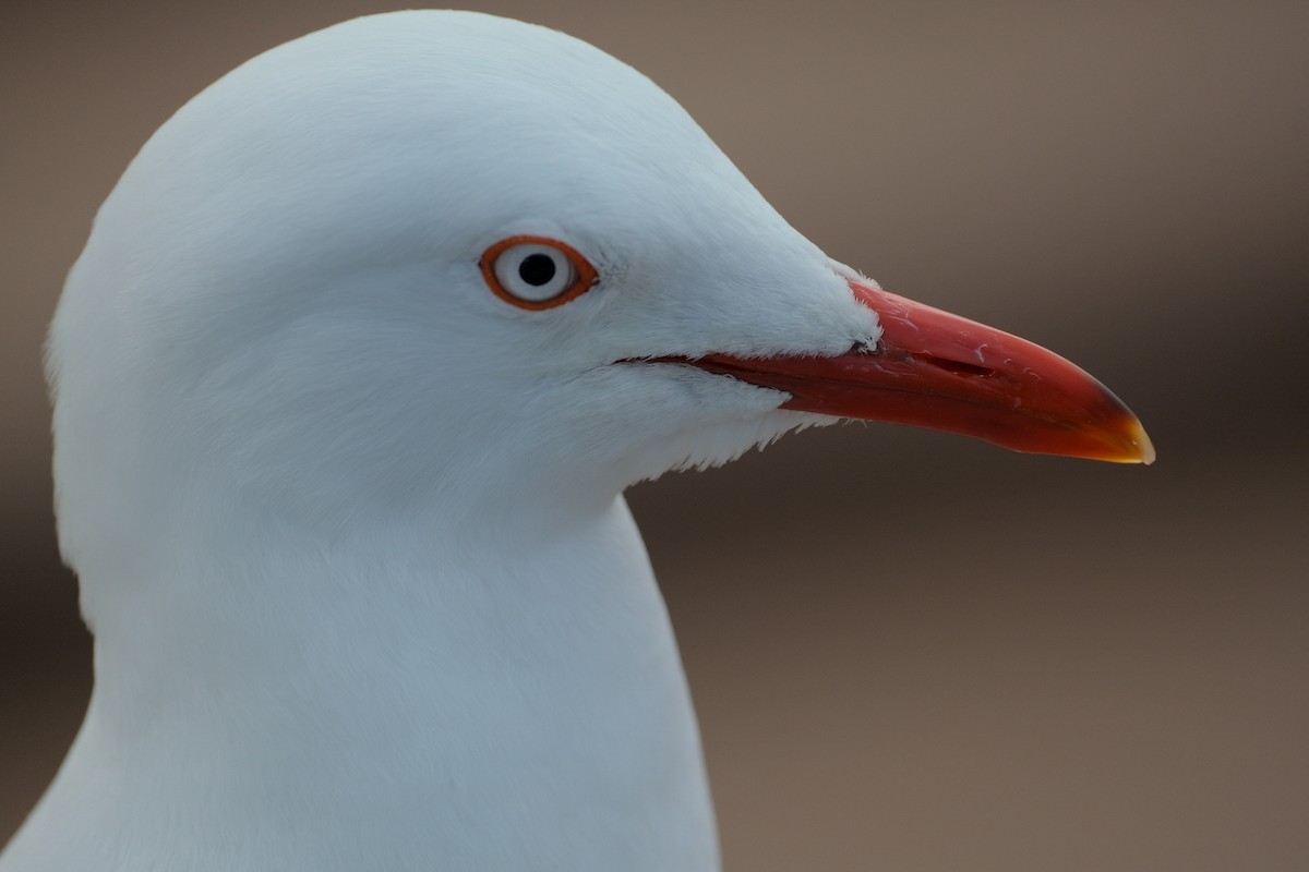 Silver Gull - ML624204093