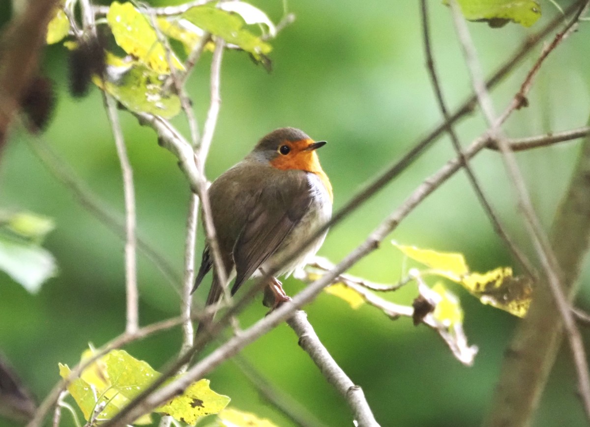 European Robin - ML624204094