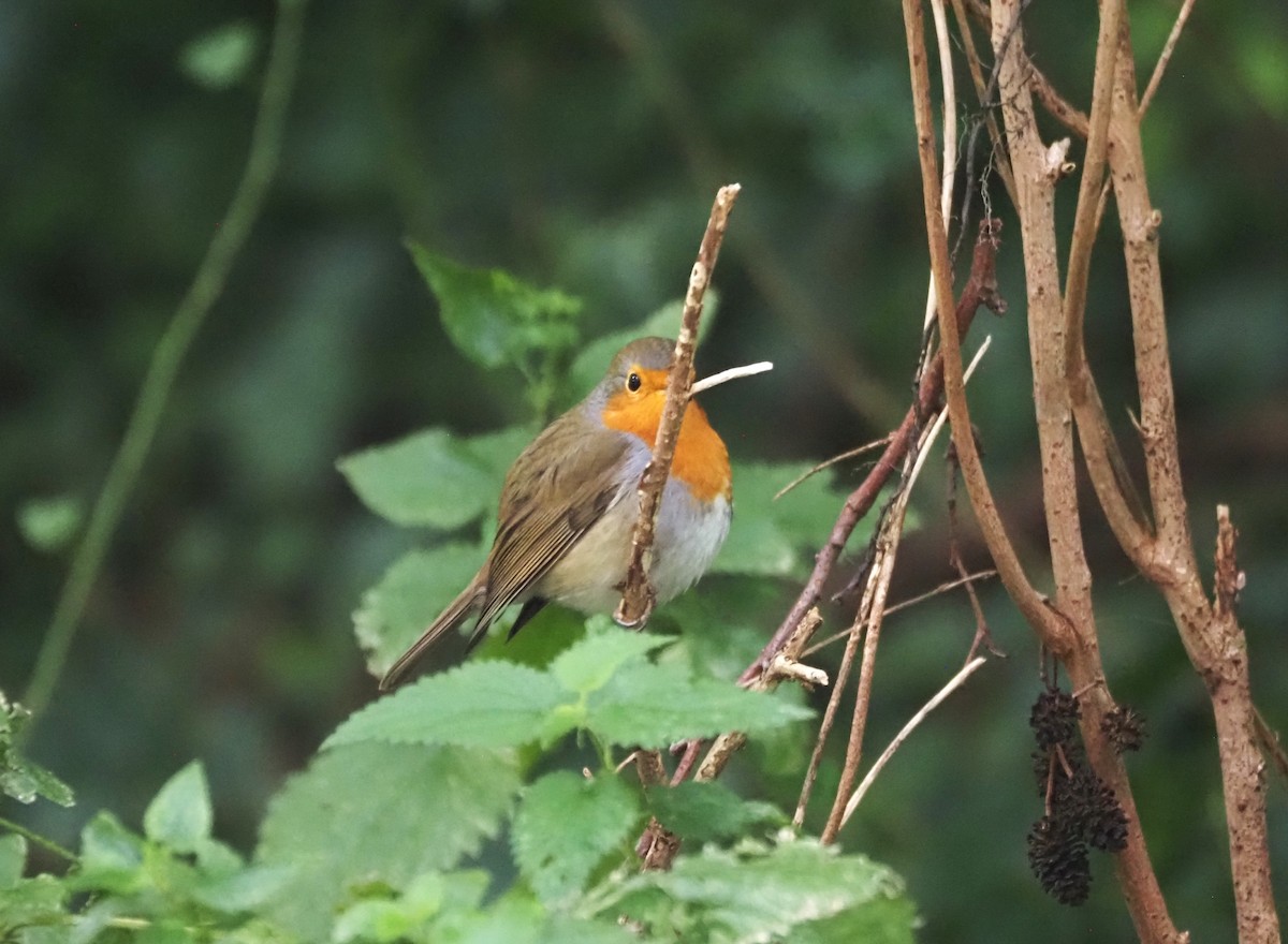 European Robin - ML624204095