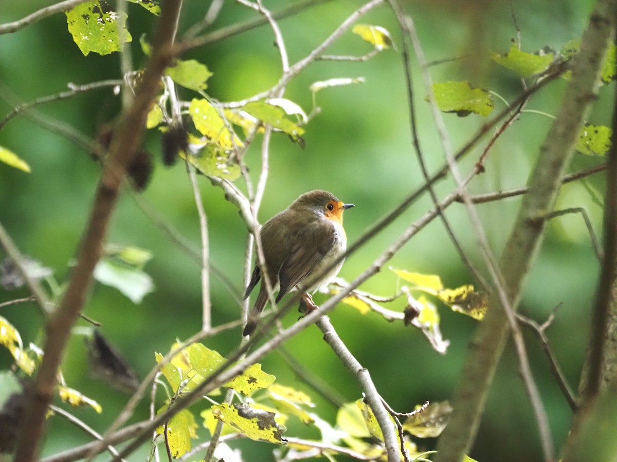 European Robin - ML624204096