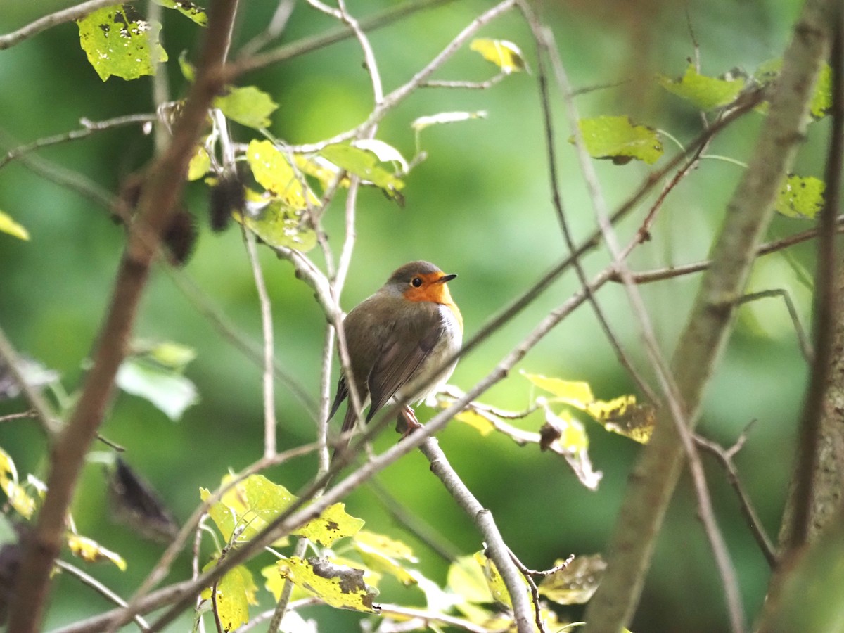 European Robin - ML624204099