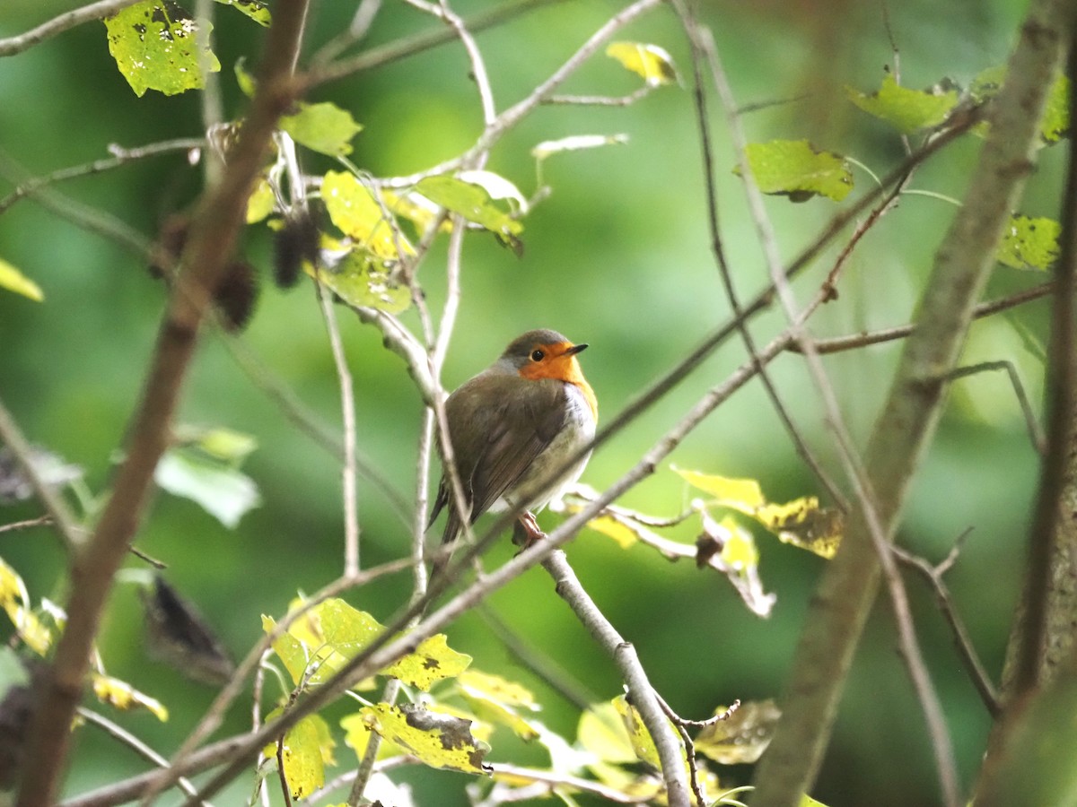 European Robin - ML624204100