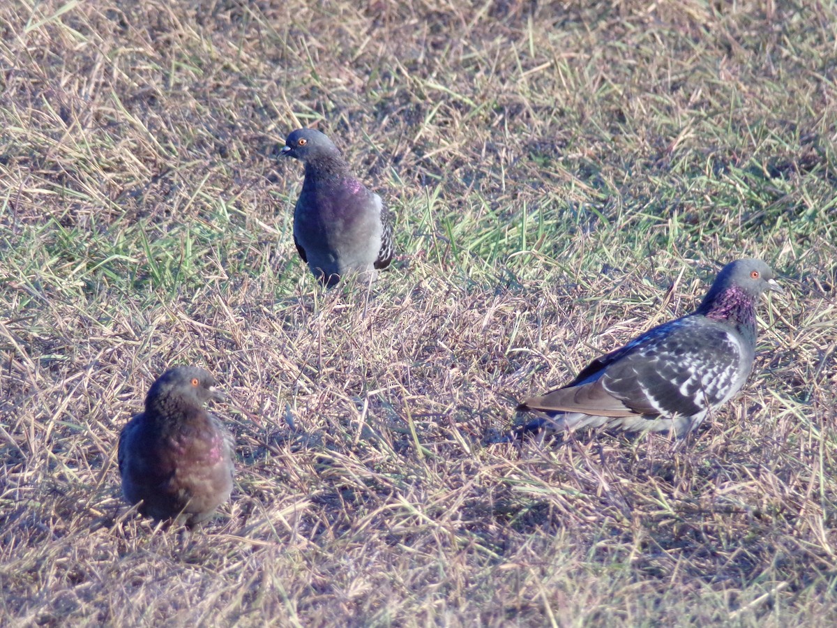 Rock Pigeon (Feral Pigeon) - ML624204105