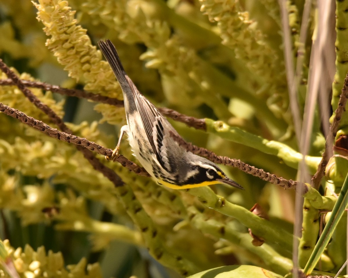 Yellow-throated Warbler - ML624204112